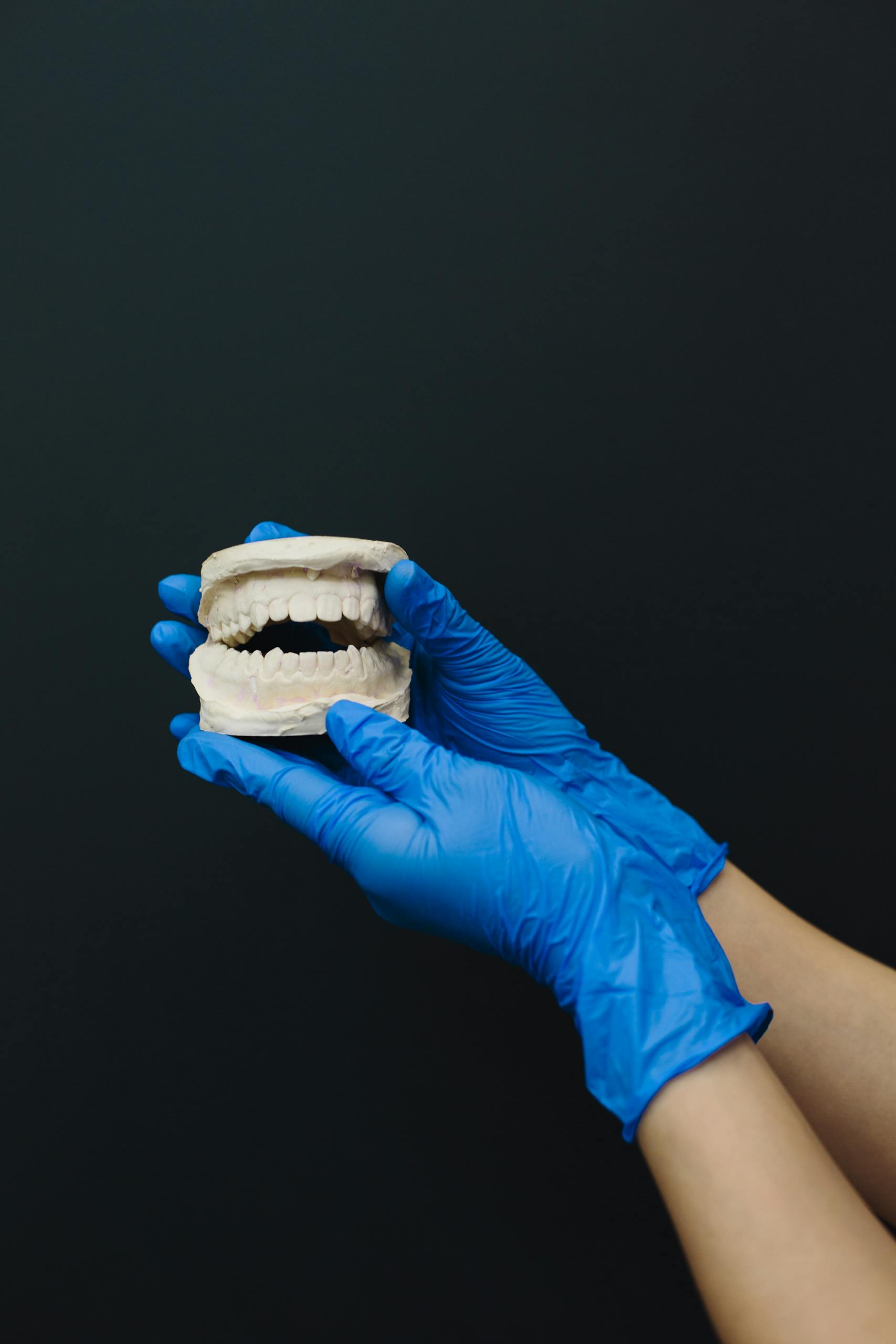 Detailed dental model held by hands in blue gloves, ideal for dental care themes.